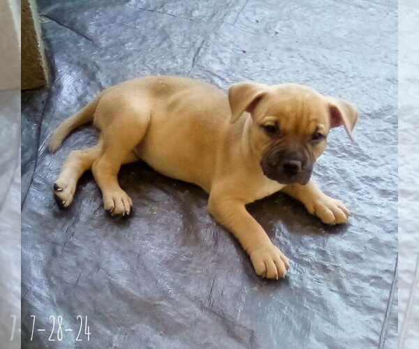Medium Photo #10 Bulldog-Unknown Mix Puppy For Sale in Apple Valley, CA, USA