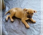 Small #9 Bulldog Mix
