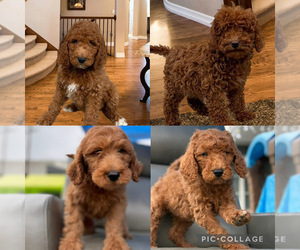 Goldendoodle Puppy for sale in EASTVALE, CA, USA