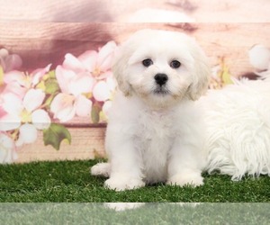 Zuchon Puppy for sale in MARIETTA, GA, USA