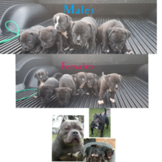 American Bully Puppy for sale in CLOUD LAKE, FL, USA