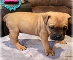 Small Photo #4 American Pit Bull Terrier-English Bulldog Mix Puppy For Sale in BROOKINGS, OR, USA