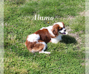 Medium Cavalier King Charles Spaniel