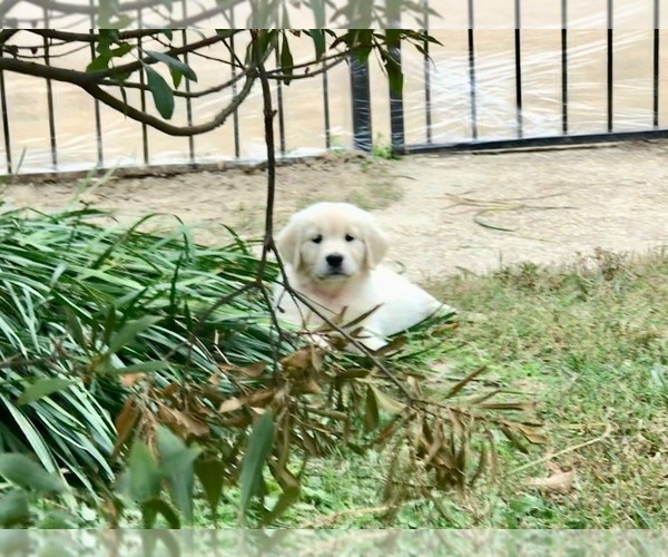 Medium Photo #8 English Cream Golden Retriever Puppy For Sale in NACOGDOCHES, TX, USA