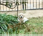 Small Photo #8 English Cream Golden Retriever Puppy For Sale in NACOGDOCHES, TX, USA