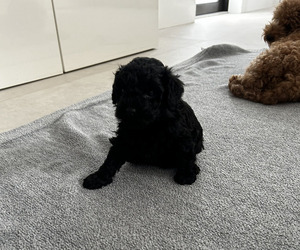 Medium Goldendoodle (Miniature)