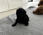 Puppy Puppy 1 Goldendoodle (Miniature)