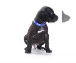 Small Great Dane Mix