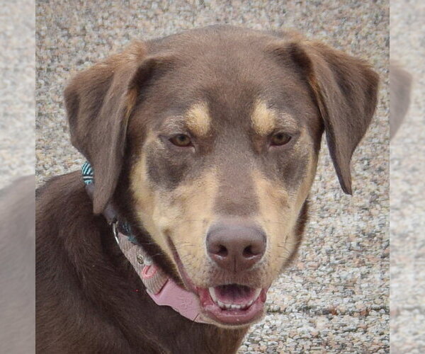 Medium Photo #1 Labrottie Puppy For Sale in Huntley, IL, USA