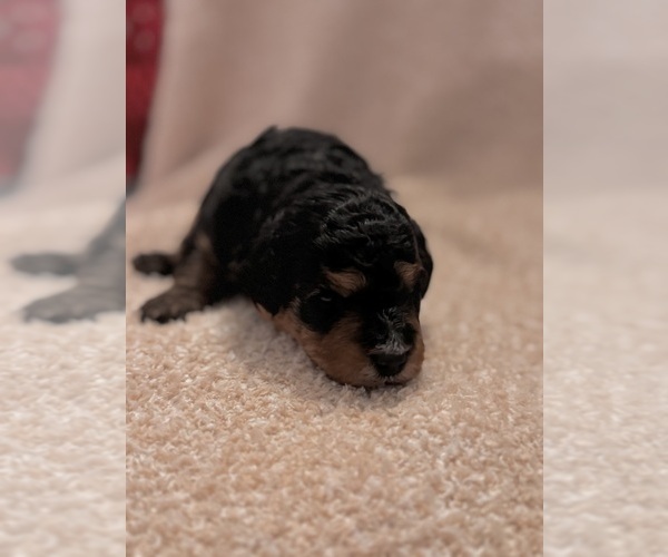 Medium Photo #54 Miniature Bernedoodle Puppy For Sale in AUBURNDALE, FL, USA