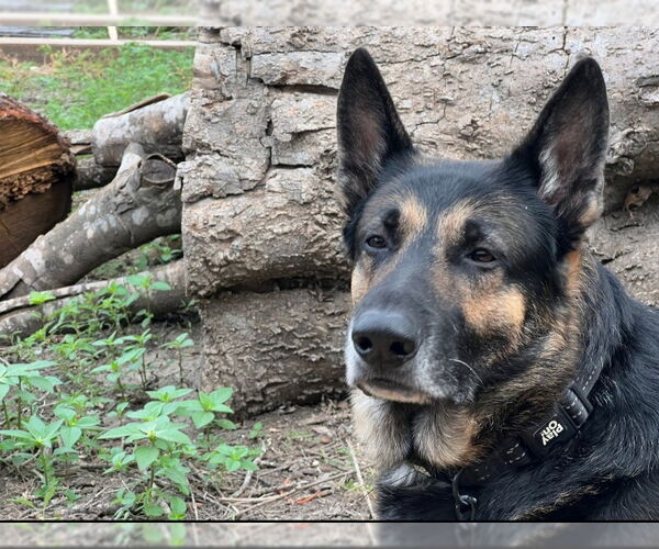 Medium Photo #3 German Shepherd Dog Puppy For Sale in Winston Salem, NC, USA