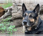 Small #2 German Shepherd Dog