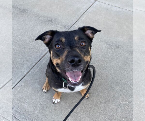 Medium Photo #10 German Shepherd Dog-Unknown Mix Puppy For Sale in Davis, CA, USA