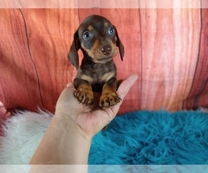 Dachshund Puppy for Sale in CARTHAGE, Texas USA