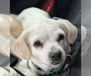 Pug-Unknown Mix Dogs for adoption in Boonton, NJ, USA