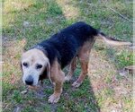 Small Photo #2 Beagle Puppy For Sale in Valrico, FL, USA