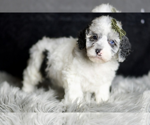 Medium Photo #4 Poodle (Miniature) Puppy For Sale in WARSAW, IN, USA