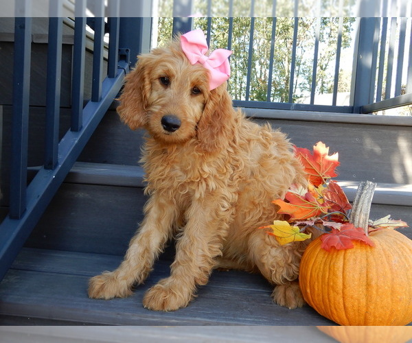 Medium Photo #4 Goldendoodle Puppy For Sale in MILLERSBURG, OH, USA