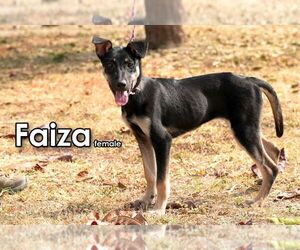 Faiza from Taiwan - Female Mutt Dog for Adoption - Photo #2