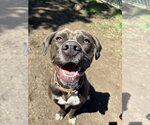 Small #39 American Pit Bull Terrier-American Staffordshire Terrier Mix