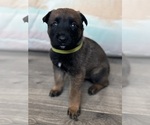 Puppy Puppy 9 Malinois