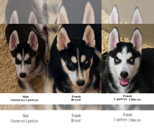 Siberian Husky Puppy for sale in KENNEWICK, WA, USA