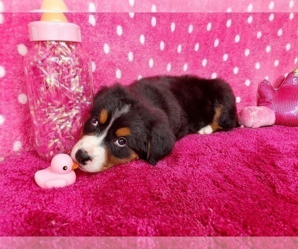 Medium Photo #3 Bernese Mountain Dog Puppy For Sale in BLACK FOREST, CO, USA