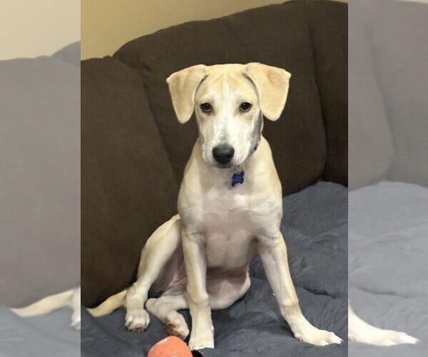 Medium Photo #13 Mutt Puppy For Sale in Plymouth, MN, USA