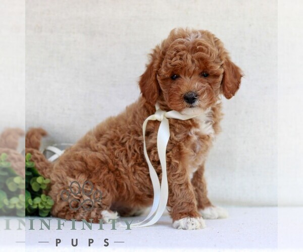 Medium Photo #3 Cavapoo (Miniature) Puppy For Sale in NEWMANSTOWN, PA, USA