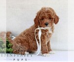 Small #2 Cavapoo (Miniature)