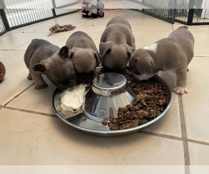 French Bulldog Dog for Adoption in FORT MYERS, Florida USA