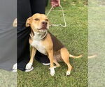 Small #1 Bulldog Mix