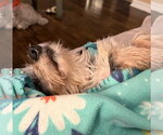 Small #9 Dachshund