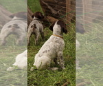 Small #4 German Shorthaired Pointer-German Wirehaired Pointer Mix