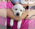 Small Photo #8 Labrador Retriever Puppy For Sale in RANDOLPH, WI, USA