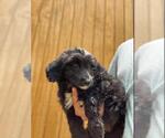 Small Photo #2 Aussiedoodle Puppy For Sale in SPENCER, TN, USA