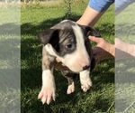 Small #5 Bull Terrier