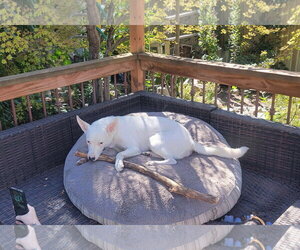 Ana Lucia - Female Mutt Dog for Adoption - Photo #10