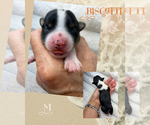 Image preview for Ad Listing. Nickname: Biscotti