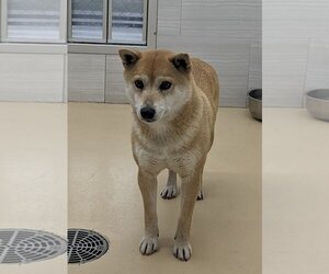 Shiba Inu Dogs for adoption in Polson, MT, USA