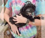 Small Photo #2 Mutt Puppy For Sale in Huntley, IL, USA