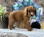 Small #2 Cavapoo