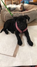 Labrador Retriever Dogs for adoption in CARMEL, CA, USA