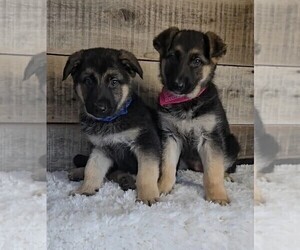 German Shepherd Dog Puppy for sale in JASONVILLE, IN, USA