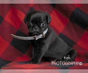 Jug-Pug Mix Puppy for sale in LIBERTY, KY, USA