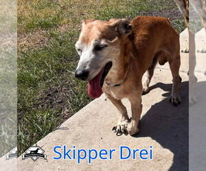 Skipper Drei - Male Chiweenie Dog for Adoption - Photo #5