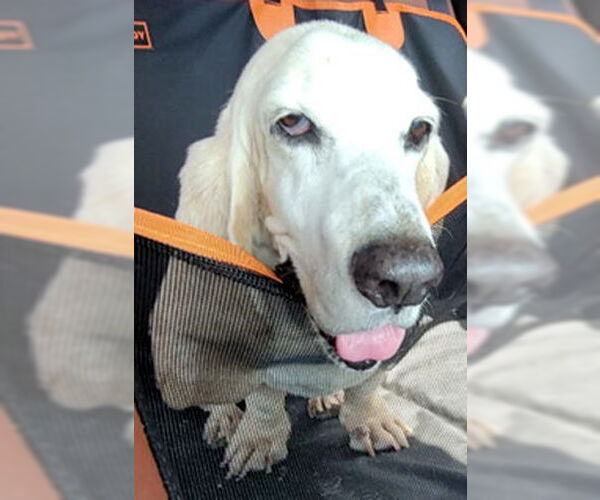 Medium Photo #6 Basset Hound Puppy For Sale in Deepwater, NJ, USA