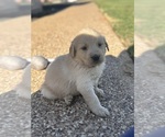 Puppy Blue collar Golden Retriever