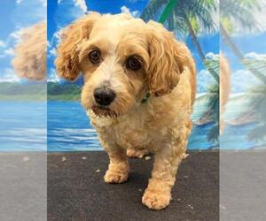 Laney - Female Cavachon Dog for Adoption - Photo #5