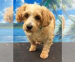 Small Photo #5 Cavachon Puppy For Sale in Westminster, MD, USA